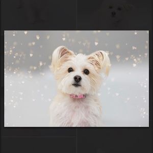 Meet your Posher, Diane